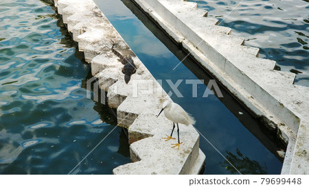 Heron and monitor lizard bask in the sun by the water on a concrete parapet. Wild animals in the city 79699448