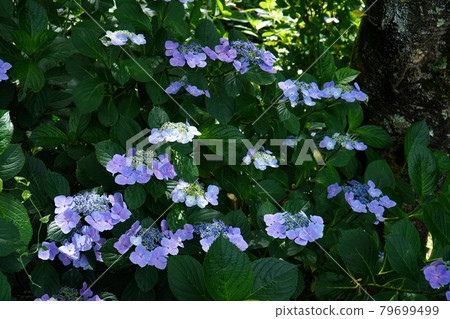 Hydrangea footpath in Shiodadaira Hydrangea footpath in Shiodadaira 79699499