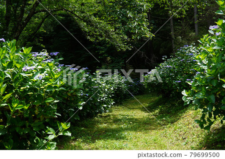 Hydrangea footpath in Shiodadaira 79699500