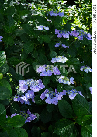 Hydrangea footpath in Shiodadaira 79699501