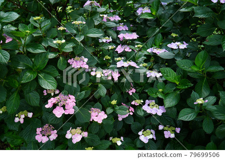 Hydrangea footpath in Shiodadaira 79699506