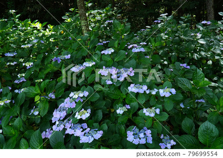 汐田平的繡球花小徑 79699554