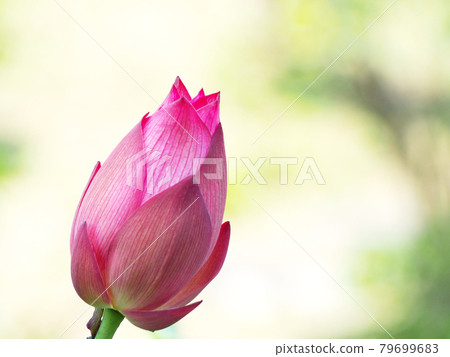 Lotus flower Lotus Lotus flower Lotus 79699683