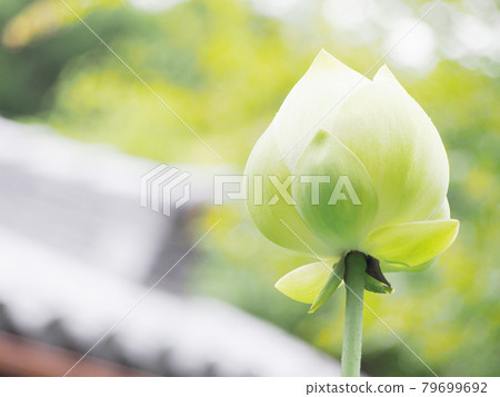 Lotus flower Lotus 79699692