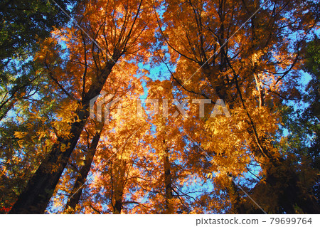 The autumn leaves of the trees turn red and lively in the late afternoon sun, and the autumn is deep, and the scenery overhead is welcoming winter. The autumn leaves of the trees turn red and lively in the late afternoon sun, and the autumn is deep, and the scenery overhead is welcoming winter. 79699764