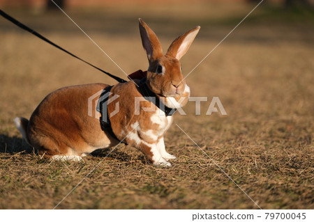 Brown mini rex 2 walking in the park Brown mini rex 2 walking in the park 79700045