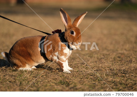 Brown mini rex walking in the park 3 Brown mini rex walking in the park 3 79700046