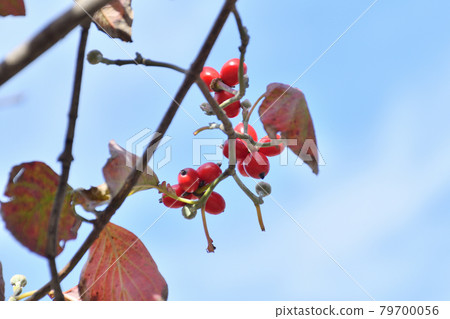 Dogwood fruit Dogwood fruit 79700056
