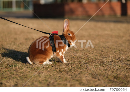 迷你休閒公園 迷你休閒公園 79700064