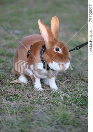 Mini Rex in the park Mini Rex in the park 79700067