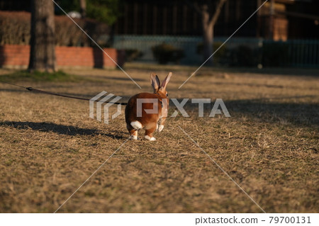 迷你霸王龍在公園散步時奔跑的後視圖 2 79700131