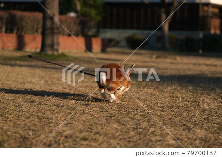 迷你霸王龍在公園散步時奔跑的後視圖 3 79700132