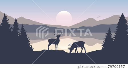 two moose in wildlife at beautiful lake in the mountains 79700157