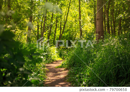 Forest Path. Beautiful summer landscape with a footpath among trees and bushes. 79700658