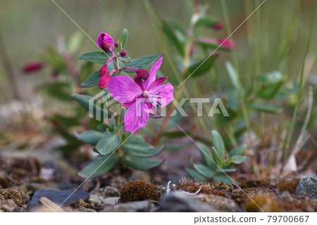Blooming dwarf fireweed (Chamerion latifolium) Blooming dwarf fireweed (Chamerion latifolium) 79700667