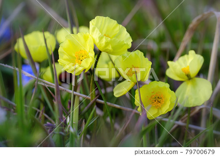 Beautiful yellow flowers of wild poppy (Papaver macounii) Beautiful yellow flowers of wild poppy (Papaver macounii) 79700679