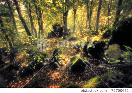 Beautiful forest landscape. Large stones among the trees are covered with moss. Beautiful forest landscape. Large stones among the trees are covered with moss. 79700681
