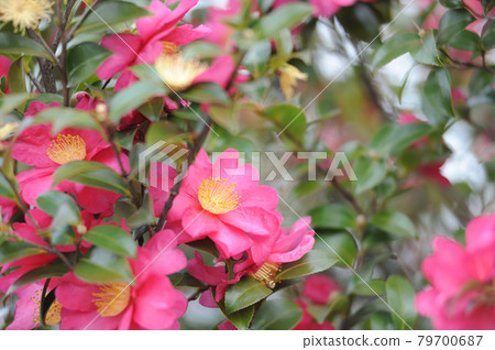 冬季傳統茶梅 冬季傳統茶梅 79700687