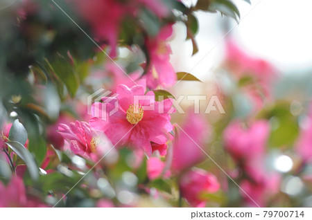 冬季傳統茶梅 79700714