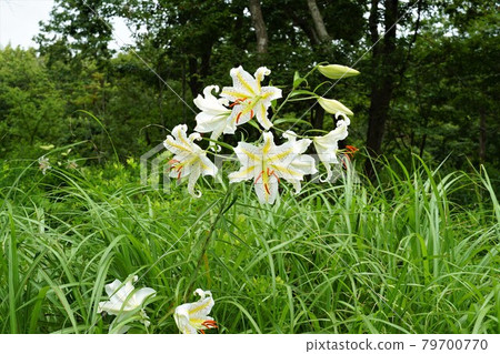 茨城縣板湖市 水鄉縣民之森盛開的夏日鮮花 野百合盛開的風景 79700770
