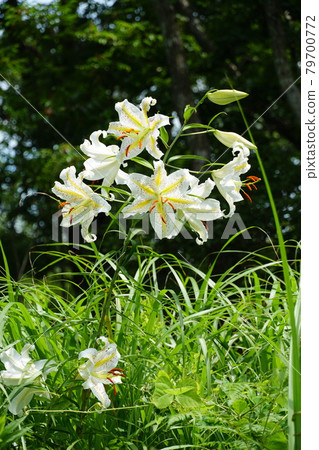 茨城縣板湖市 水鄉縣民之森盛開的夏日鮮花 野百合盛開的風景 茨城縣板湖市 水鄉縣民之森盛開的夏日鮮花 野百合盛開的風景 79700772