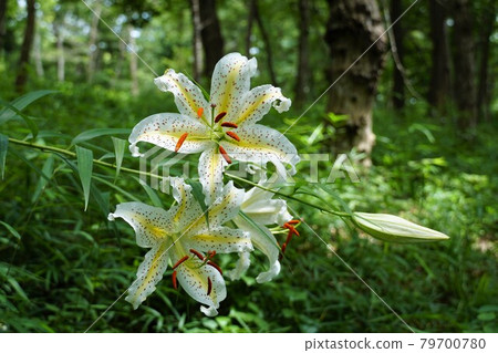 茨城縣板湖市 水鄉縣民之森盛開的夏日鮮花 野百合盛開的風景 茨城縣板湖市 水鄉縣民之森盛開的夏日鮮花 野百合盛開的風景 79700780