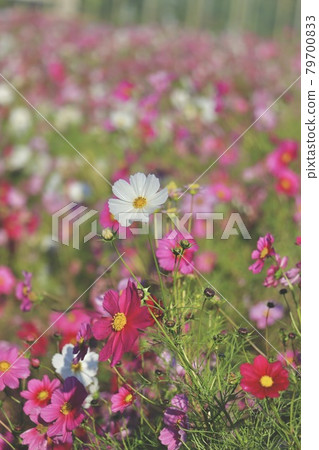  Cosmos field 79700833