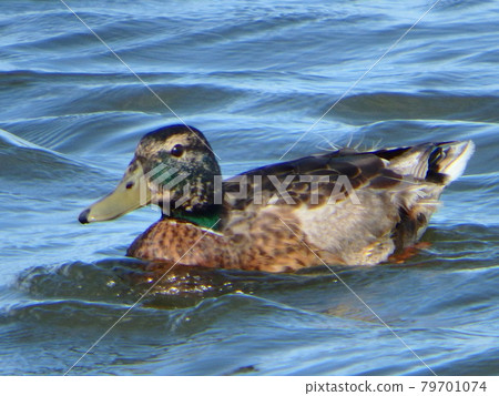 A mallard duck with an injured wing spending the summer at Lake Onuma in Sendai City 79701074