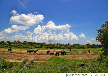 A group of elephants - Stock Photo [79701391] - PIXTA