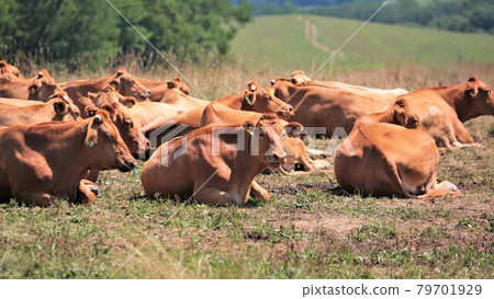Red hair beef Red hair beef 79701929
