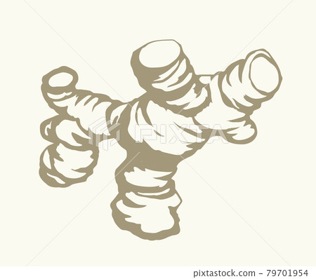 Ginger. Vector drawing food object Ginger. Vector drawing food object 79701954