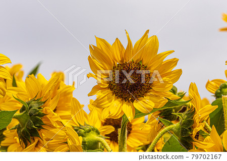 Sunflower field, summer image Sunflower field, summer image 79702167