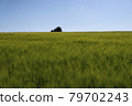 Scene of daylight on the field with young rye or wheat in the summer with clean blue background. Landscape. 79702243