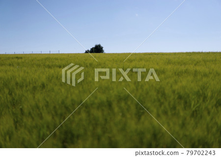 Scene of daylight on the field with young rye or wheat in the summer with clean blue background. Landscape. Scene of daylight on the field with young rye or wheat in the summer with clean blue background. Landscape. 79702243
