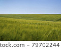 Scene of daylight on the field with young rye or wheat in the summer with clean blue background. Landscape. 79702244