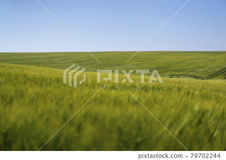 Scene of daylight on the field with young rye or wheat in the summer with clean blue background. Landscape. Scene of daylight on the field with young rye or wheat in the summer with clean blue background. Landscape. 79702244