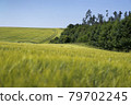 Scene of daylight on the field with young rye or wheat in the summer with clean blue background. Landscape. 79702245