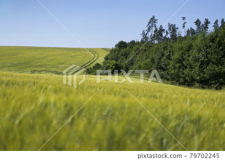 Scene of daylight on the field with young rye or wheat in the summer with clean blue background. Landscape. 79702245