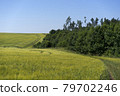 Scene of daylight on the field with young rye or wheat in the summer with clean blue background. Landscape. 79702246
