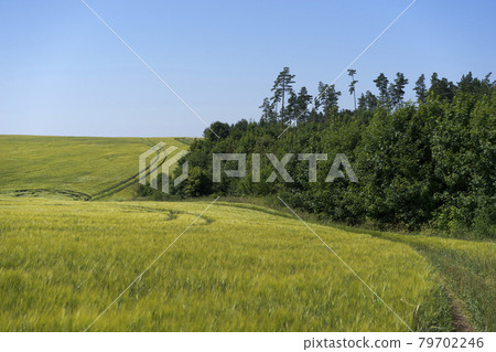 Scene of daylight on the field with young rye or wheat in the summer with clean blue background. Landscape. Scene of daylight on the field with young rye or wheat in the summer with clean blue background. Landscape. 79702246