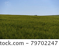 Scene of daylight on the field with young rye or wheat in the summer with clean blue background. Landscape. 79702247