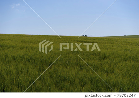 Scene of daylight on the field with young rye or wheat in the summer with clean blue background. Landscape. Scene of daylight on the field with young rye or wheat in the summer with clean blue background. Landscape. 79702247
