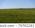 Scene of daylight on the field with young rye or wheat in the summer with clean blue background. Landscape. 79702281