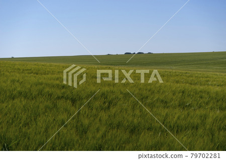 Scene of daylight on the field with young rye or wheat in the summer with clean blue background. Landscape. Scene of daylight on the field with young rye or wheat in the summer with clean blue background. Landscape. 79702281