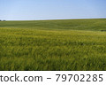 Scene of daylight on the field with young rye or wheat in the summer with clean blue background. Landscape. 79702285