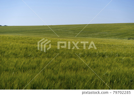 Scene of daylight on the field with young rye or wheat in the summer with clean blue background. Landscape. Scene of daylight on the field with young rye or wheat in the summer with clean blue background. Landscape. 79702285