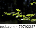 Green leaves with black background 79702287