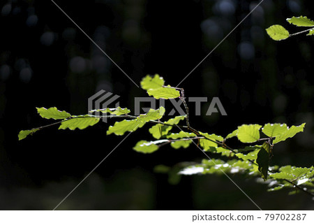Green leaves with black background Green leaves with black background 79702287