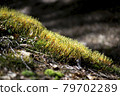 Fresh green moss in the forest 79702289