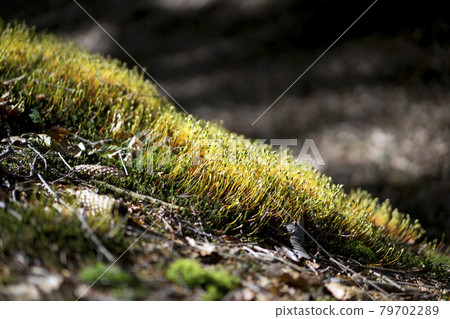Fresh green moss in the forest Fresh green moss in the forest 79702289